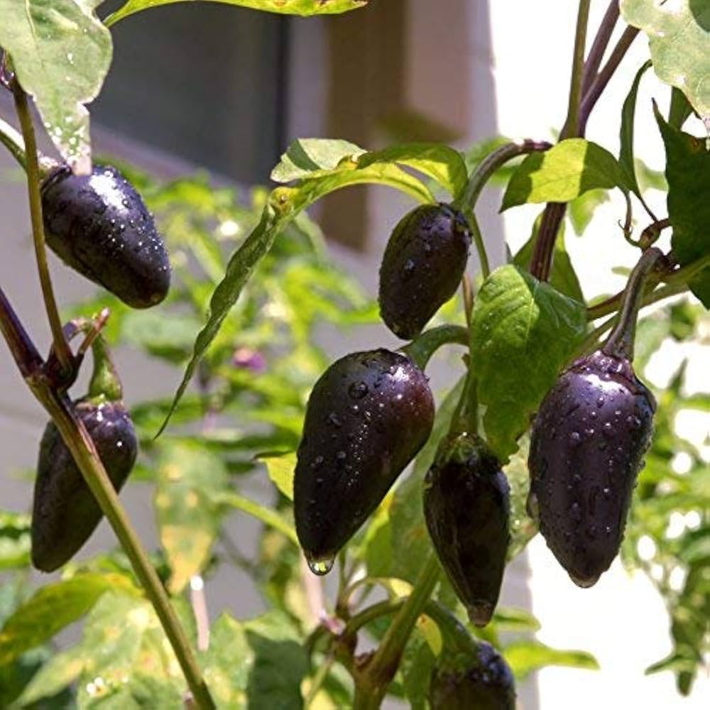 Violette Jalapeno pepper plant from seeds with glossy purple jalapeno fruits